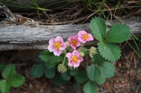 Attēlu rezultāti vaicājumam “Fragaria x ananassa flower”