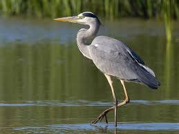 Attēlu rezultāti vaicājumam “Ardea cinerea”