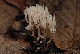 Attēlu rezultāti vaicājumam “Tremellodendropsis tuberosa”