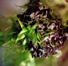 Attēlu rezultāti vaicājumam “Didymium annulisporum”