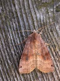 Attēlu rezultāti vaicājumam “Xestia baja”