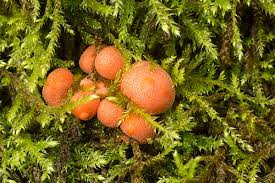 Attēlu rezultāti vaicājumam “Lycogala sp.”