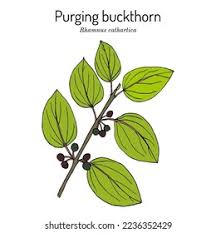 Attēlu rezultāti vaicājumam “Rhamnus cathartica”