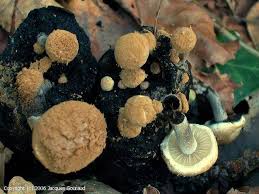 Attēlu rezultāti vaicājumam “Asterophora lycoperdoides”