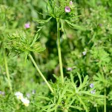 Attēlu rezultāti vaicājumam “Geranium dissectum fruit”