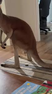 Image result for Reading Kangaroos