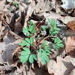 Attēlu rezultāti vaicājumam “Corydalis intermedia fruit”