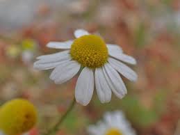 Attēlu rezultāti vaicājumam “Matricaria chamomilla flower”