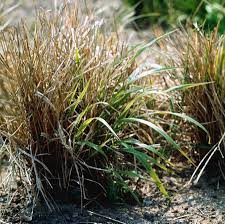 Attēlu rezultāti vaicājumam “Brachypodium sylvaticum leaf”