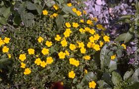 Attēlu rezultāti vaicājumam “Helianthemum nummularium fruit”