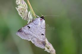 Attēlu rezultāti vaicājumam “Lygephila pastinum”