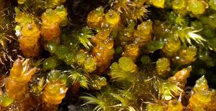 Attēlu rezultāti vaicājumam “Pseudocalliergon turgescens”