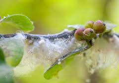 Attēlu rezultāti vaicājumam “Prociphilus xylostei”