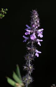 Attēlu rezultāti vaicājumam “Stachys palustris fruit”