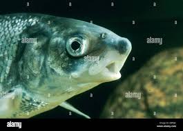 Image result for Coregonus lavaretus oxyrinchus