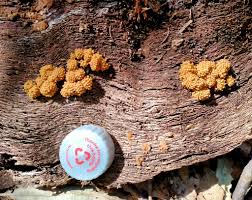 Attēlu rezultāti vaicājumam “Arcyria, Heterotrichia sp.”