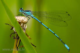Attēlu rezultāti vaicājumam “Coenagrion puella male”