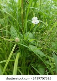 Attēlu rezultāti vaicājumam “Veronica scutellata”