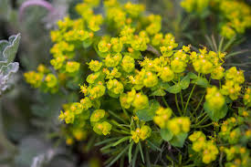 Attēlu rezultāti vaicājumam “Euphorbia cyparissias”