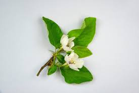 Attēlu rezultāti vaicājumam “Cydonia oblonga flower”