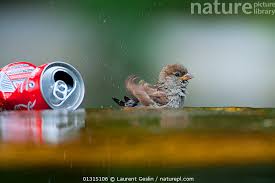 Attēlu rezultāti vaicājumam “Passer domesticus juvenile”