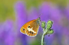 Attēlu rezultāti vaicājumam “Coenonympha arcania underside”
