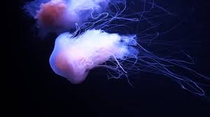 Image result for Phacellophora camtschatica