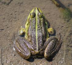 Attēlu rezultāti vaicājumam “Pelophylax adult”