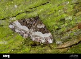 Attēlu rezultāti vaicājumam “Euphyia unangulata”