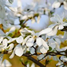 Attēlu rezultāti vaicājumam “Magnolia kobus flower”