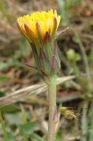 Attēlu rezultāti vaicājumam “Hypochaeris maculata flower”