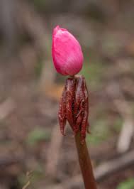 Attēlu rezultāti vaicājumam “Podophyllum hexandrum flower”