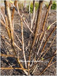 Attēlu rezultāti vaicājumam “Lepidosaphes ulmi”