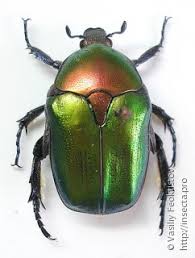 Attēlu rezultāti vaicājumam “Potosia cuprea”