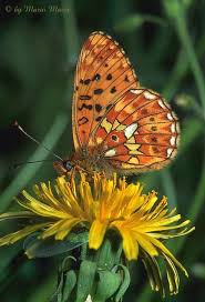 Attēlu rezultāti vaicājumam “Clossiana euphrosyne”