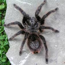 Znalezione obrazy dla zapytania Grammostola grossa