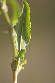 Attēlu rezultāti vaicājumam “Rumex aquaticus leaf”