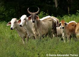 Image result for ganado bovino