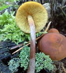 Attēlu rezultāti vaicājumam “Gymnopilus picreus”