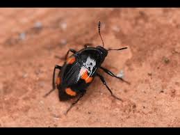 Attēlu rezultāti vaicājumam “Scaphidium quadrimaculatum”