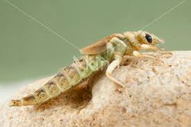 Attēlu rezultāti vaicājumam “Gomphus flavipes”