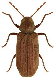 Attēlu rezultāti vaicājumam “Anobium pertinax”