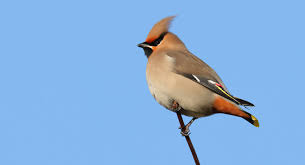 Attēlu rezultāti vaicājumam “Bombycilla garrulus adult”