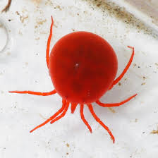 Attēlu rezultāti vaicājumam “Hydrachna”