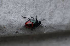 Attēlu rezultāti vaicājumam “Zicrona caerulea nymph”