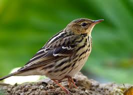 Image result for Anthus gustavi