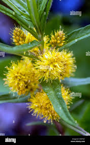 Attēlu rezultāti vaicājumam “Lysimachia thyrsiflora bud”