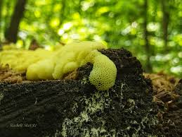 Attēlu rezultāti vaicājumam “Ceratiomyxa fruticulosa young”