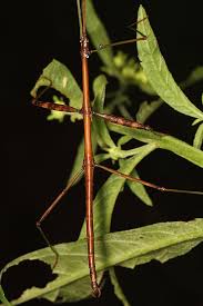 Attēlu rezultāti vaicājumam “Cortodera femorata”