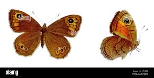 Attēlu rezultāti vaicājumam “Lasiommata maera”